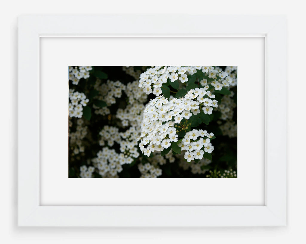 blossoms