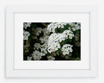 blossoms