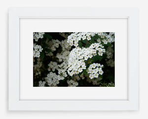 blossoms
