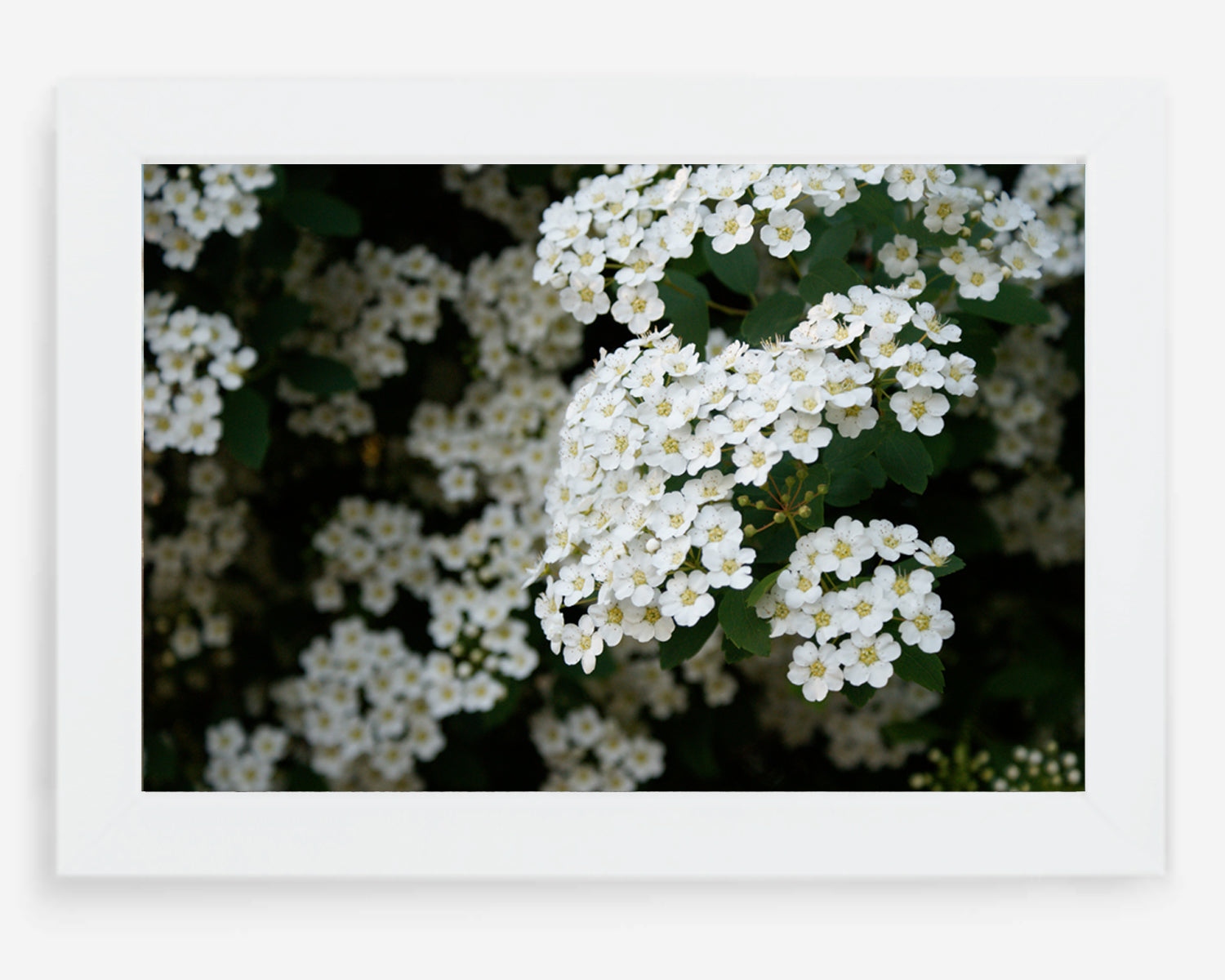blossoms
