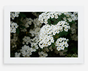 blossoms