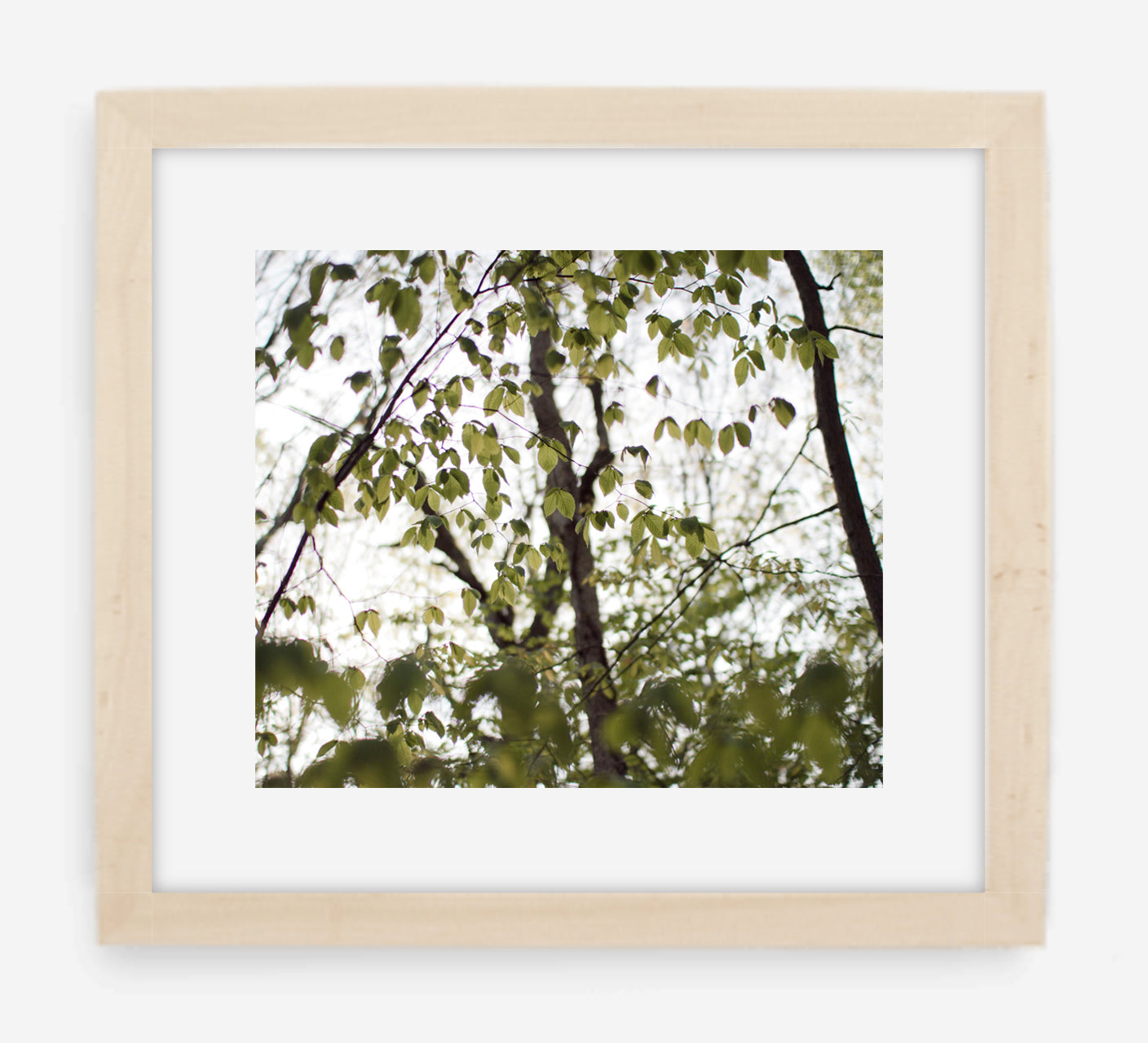 canopy