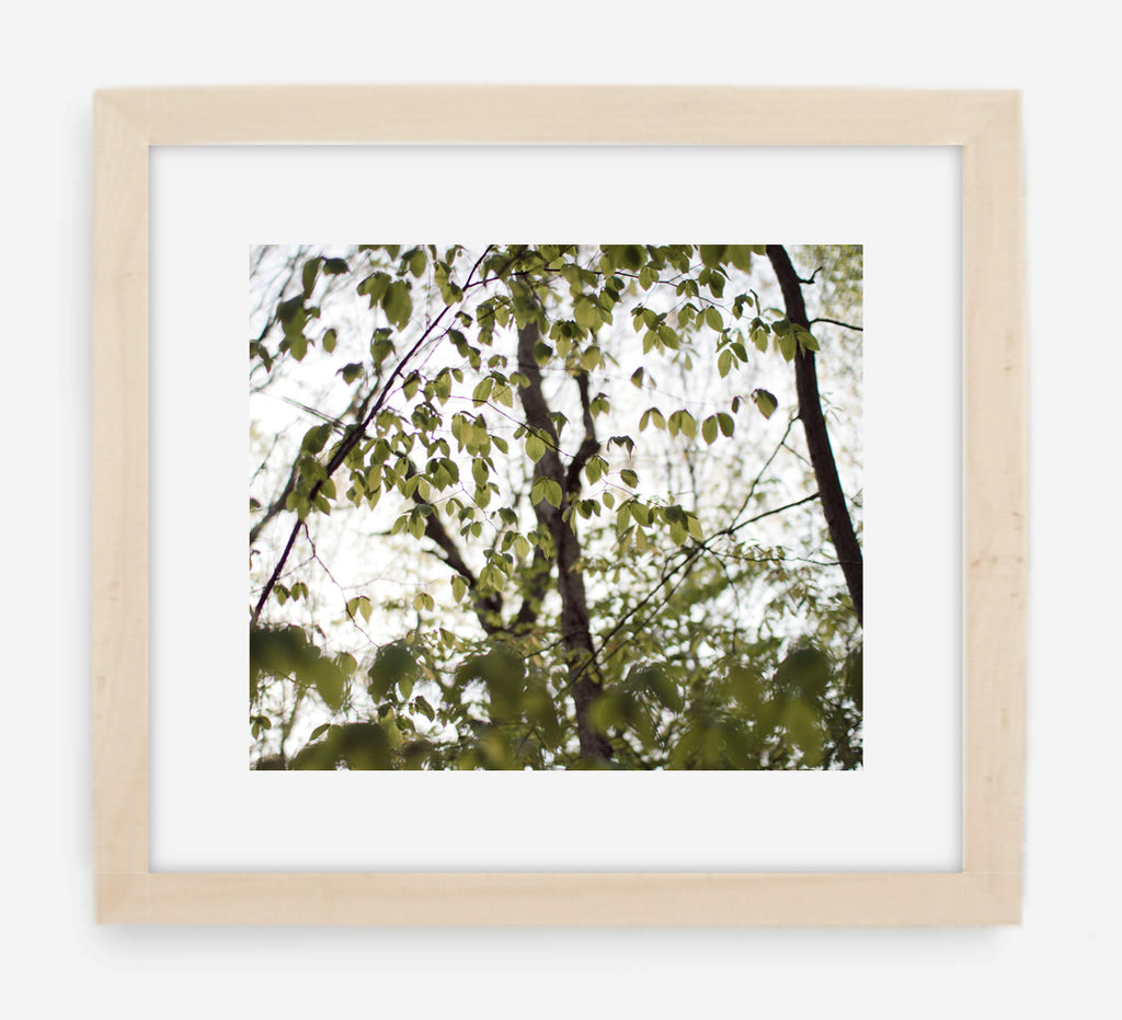 canopy