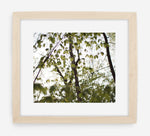 canopy
