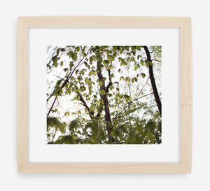 canopy