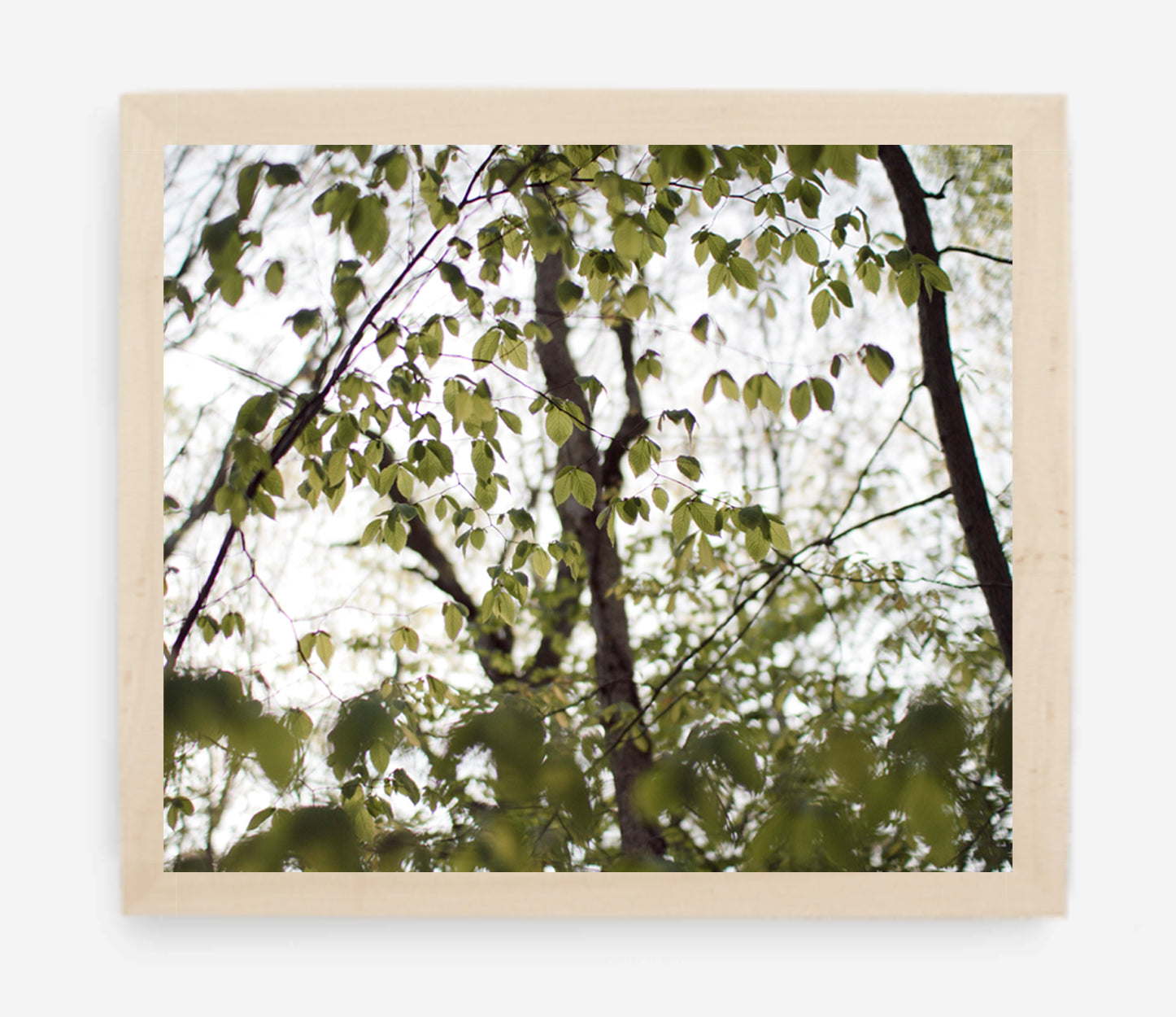 canopy