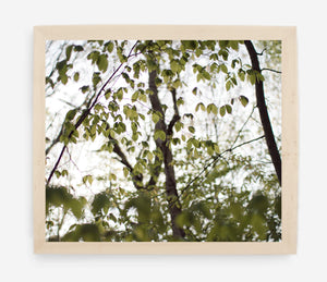 canopy