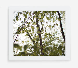 canopy