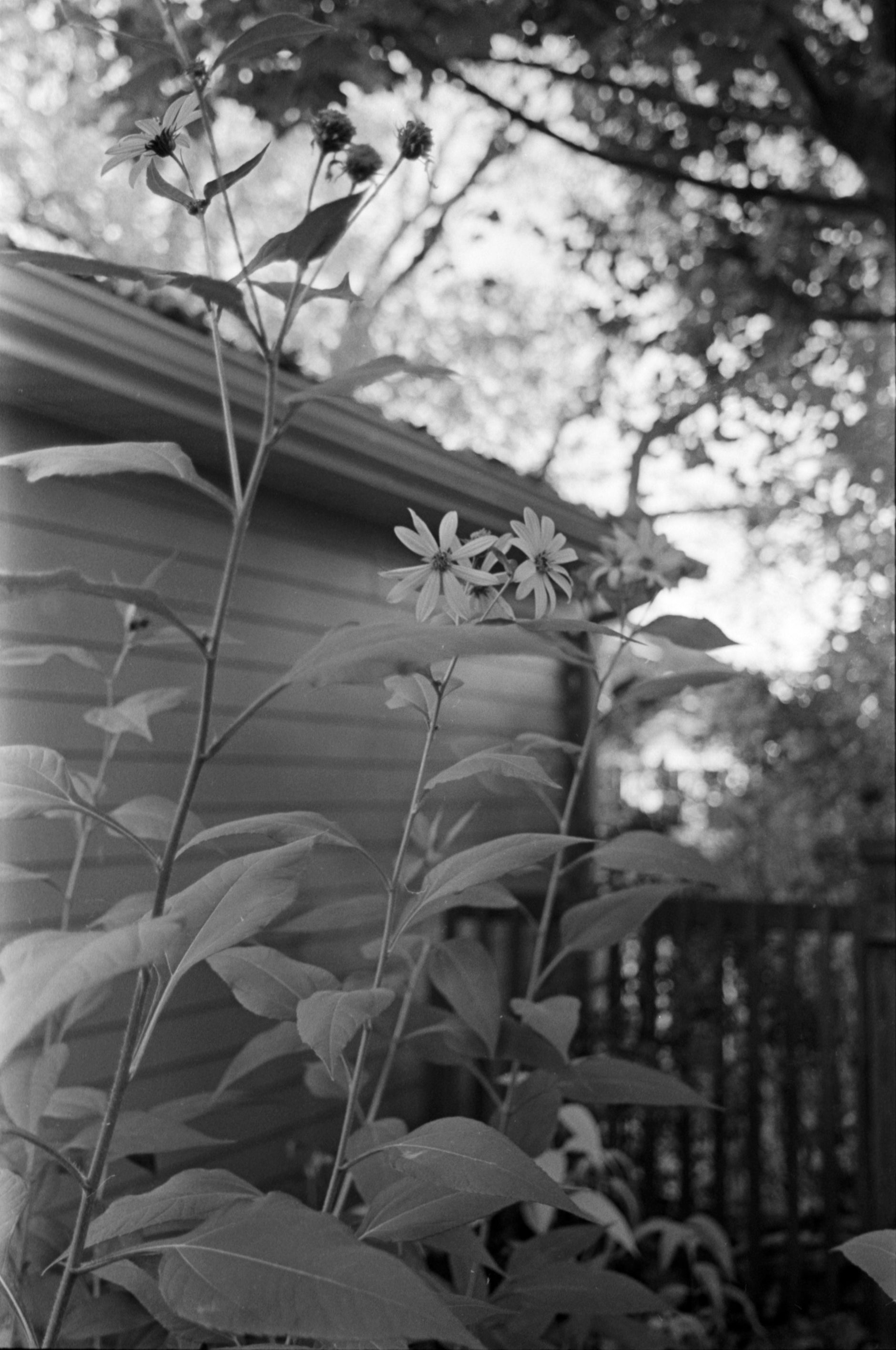 flowers - 8x12 / No Frame / No Mat - 12x18 / No Frame / No Mat