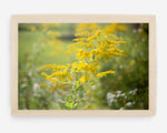 goldenrod