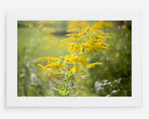 goldenrod