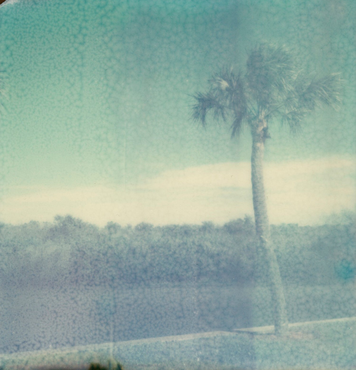 florida - 5x5.2 / No Frame / No Mat