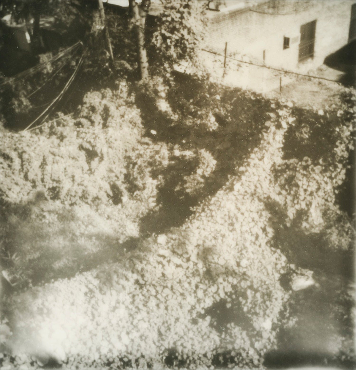 overgrown - 5x5.2 / No Frame / No Mat