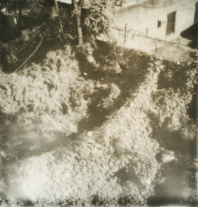 overgrown - 5x5.2 / No Frame / No Mat