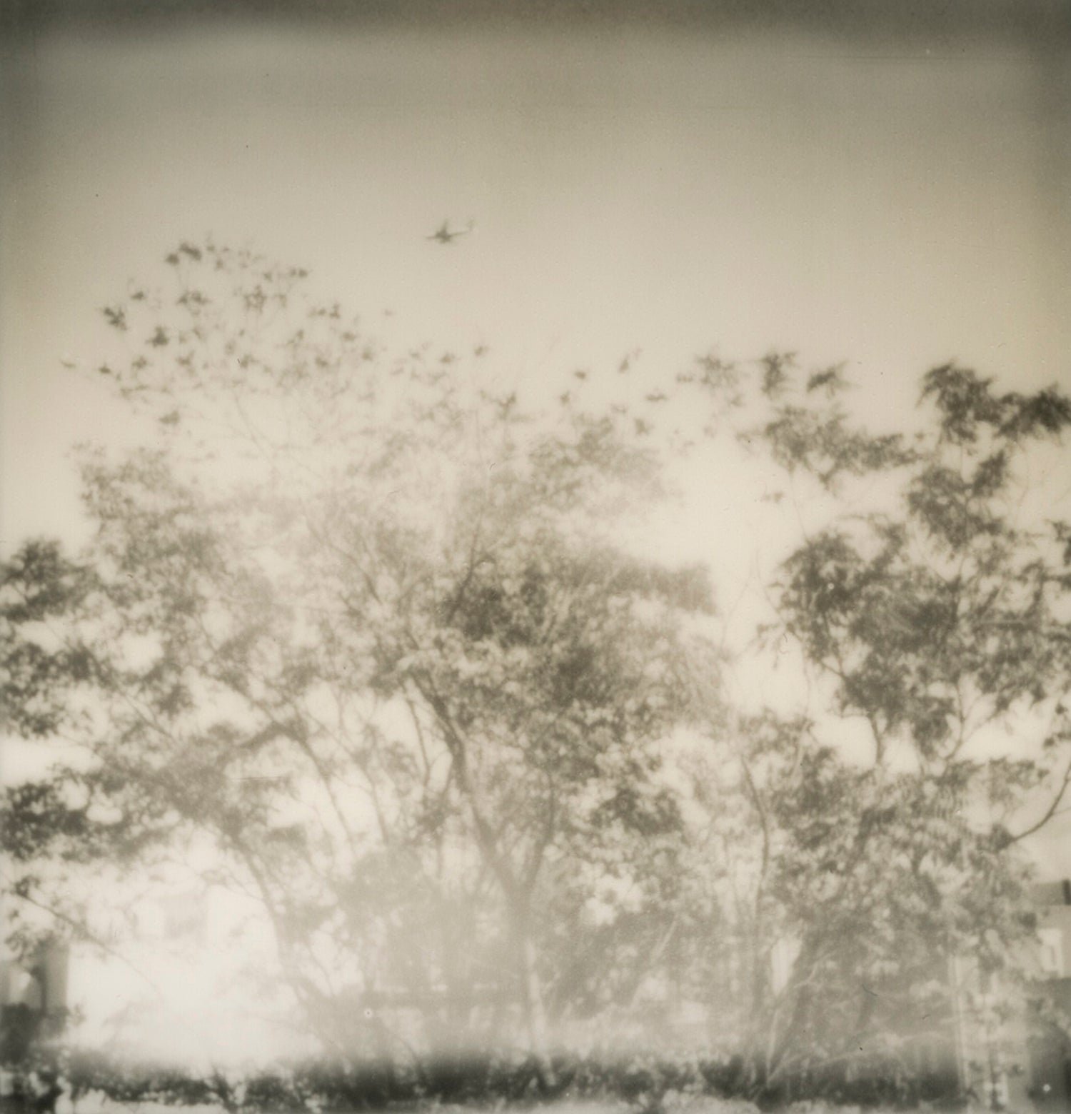 plane over trees - 5x5.2 / No Frame / No Mat