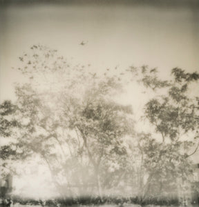 plane over trees - 5x5.2 / No Frame / No Mat