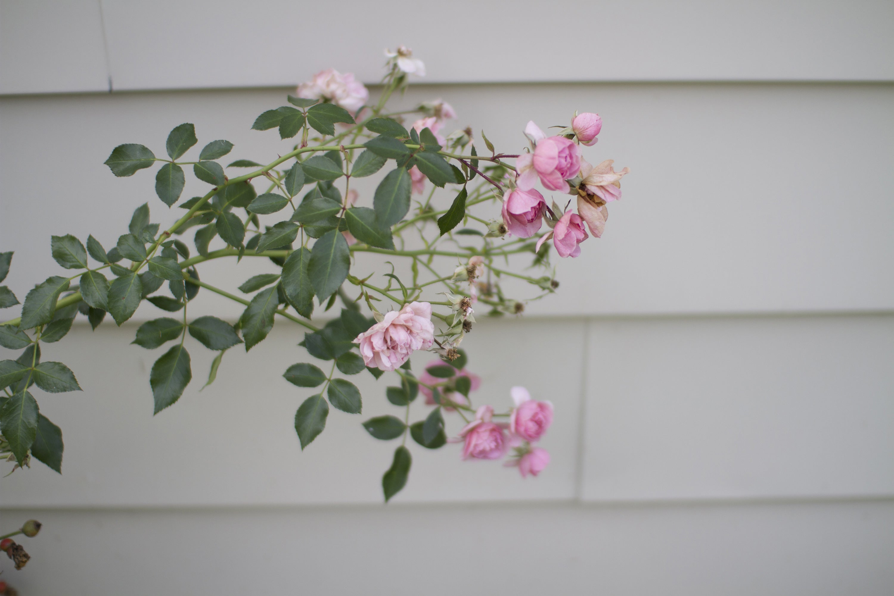pink rose - 8x12 / none / no mat - 12x18 / none / no mat - 16x24 / none / no mat