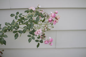 pink rose - 8x12 / none / no mat - 12x18 / none / no mat - 16x24 / none / no mat