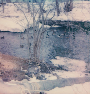 winter ducks - 5x5.2 / No Frame / No Mat